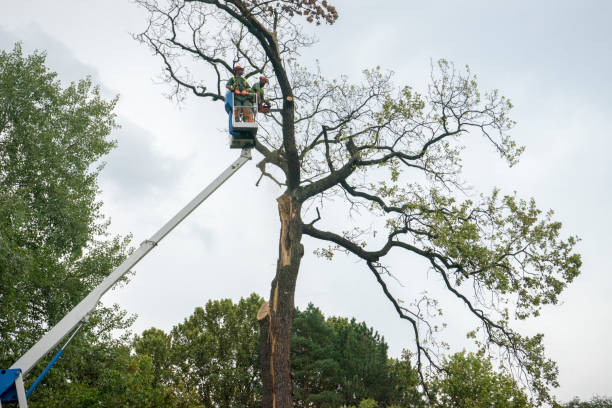 Reliable Piney Green, NC Tree Removal Services Solutions